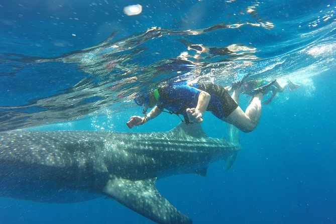 Cancun Whale Shark Encounter - Key points to know before you go