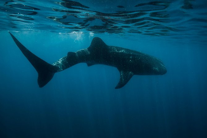 Cancun Whale Shark Encounter - Cancun whale sharks from Punta Sam: what makes this trip work