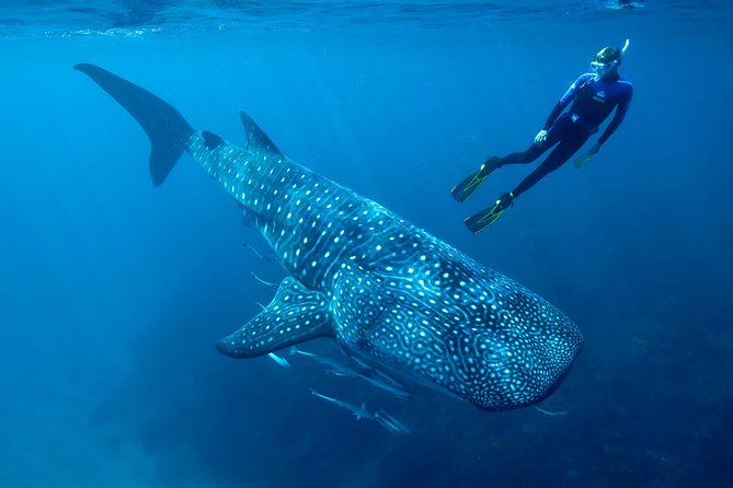 Cancun Whale Shark Encounter - Getting there: Punta Sam terminal, pickup timing, and the flow of the day