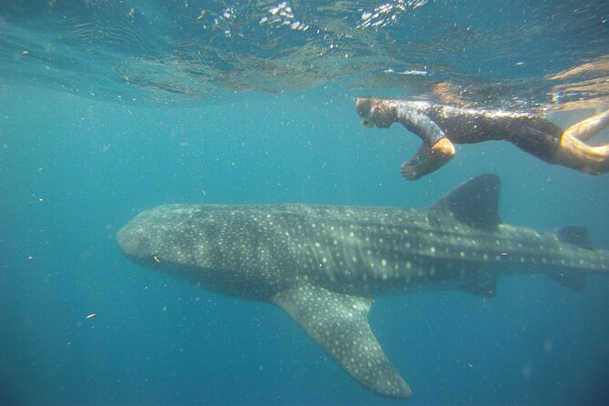 Cancun Whale Shark Encounter - Snorkeling plan: whale shark rules, short water time, and strong guidance