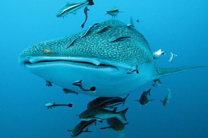 Cancun Whale Shark Encounter - Who this experience suits best (and who should rethink it)