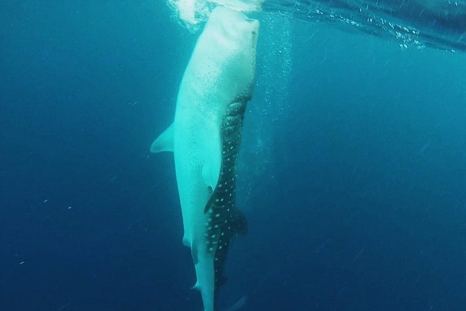 Cancun Whale Shark Encounter - What to pack and how to make the most of your swim