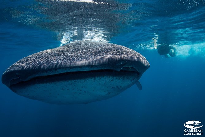 Cancun Whale Shark Encounter - Price and what you actually get for $210