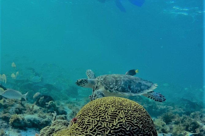 Catamaran Group Sightseeing, Snorkeling Tour Isla Mujeres - Lunch Buffet and Onboard Comfort: What to Expect Between Stops