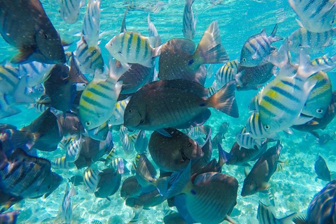Catamaran Group Sightseeing, Snorkeling Tour Isla Mujeres - Small Group Size: Why It Can Feel Better (and When It Doesn’t)