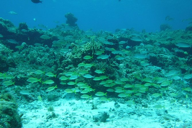 Cozumel Catamaran Snorkeling Tour & Lunch (Hotel Pick Up) - Snorkeling the Cozumel Reefs National Marine Park: Colombia and Palancar