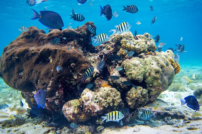 Cozumel Starfish and Tropical Reef Snorkeling by Powerboat with Lunch - Gear and crew: why this setup helps beginners and intermediates
