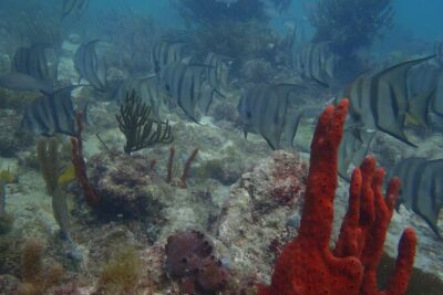 Discover Scuba - What Discover Scuba (DSD) means for you