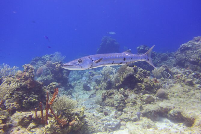 Discover Scuba - The morning flow: 9:00 a.m., about 3 hours, back to the start