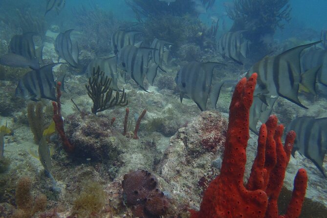 Discover Scuba - What Discover Scuba (DSD) means for you