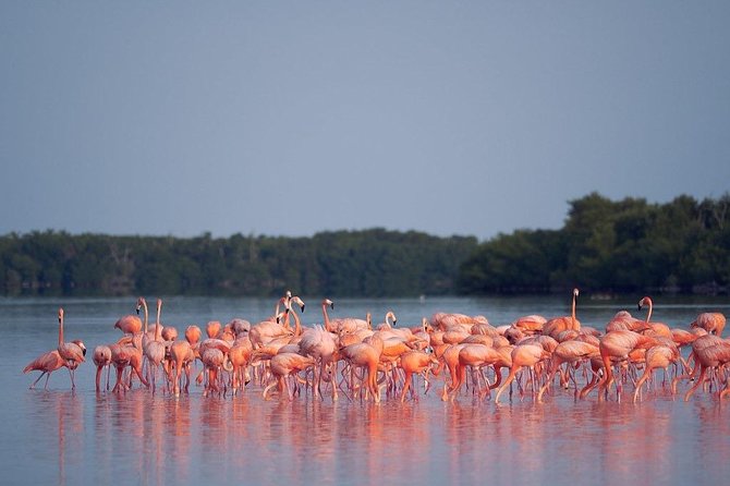 Discover the FABULOUS PINK WATERS at the Caribean (Las Coloradas+Río Lagartos) - Pink water at Las Coloradas: where the color comes from