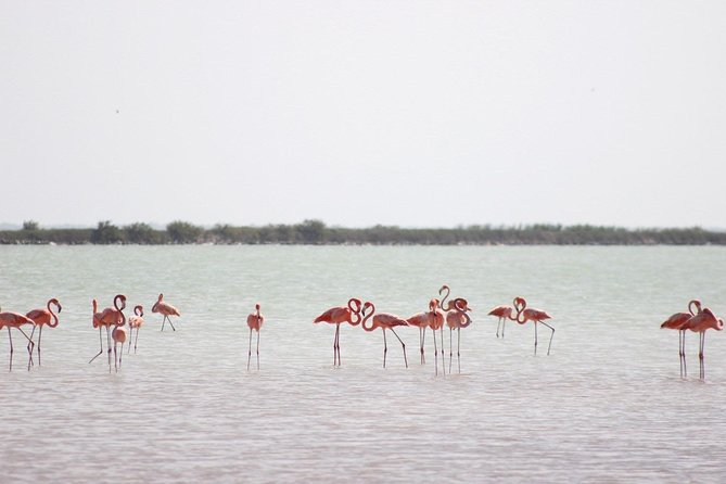 Discover the FABULOUS PINK WATERS at the Caribean (Las Coloradas+Río Lagartos) - Río Lagartos by boat: mangroves, flamingos, and crocodile odds