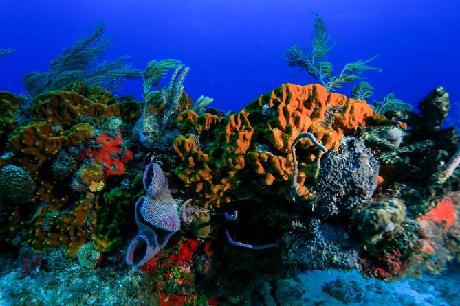 Discovery Scuba Diving !! - Group Size and Personal Attention (Max 8 Matters)