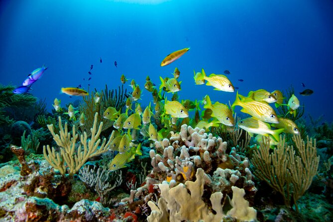 Discovery Scuba Diving !! - Meeting Points That Don’t Make You Guess