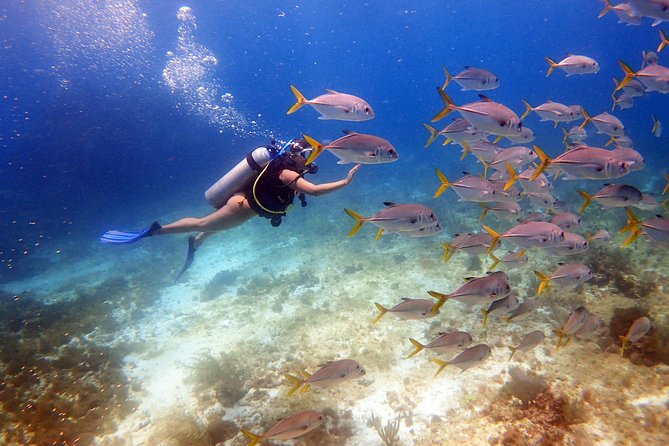 Diving in Cancun for Certified Divers | 2 Dives | All Inclusive - Key things that make this Cancun experience worth your time