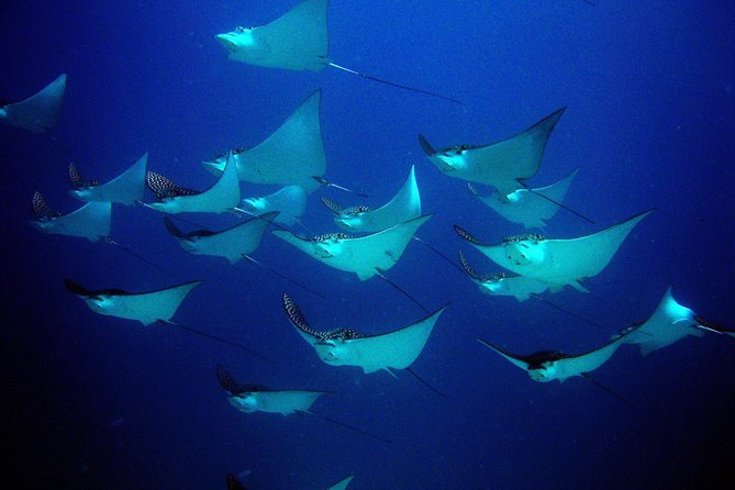 Diving in Cancun for Certified Divers | 2 Dives | All Inclusive - Cancun Reefs: The Chance for Manta Rays, Sharks, and Tropical Fish