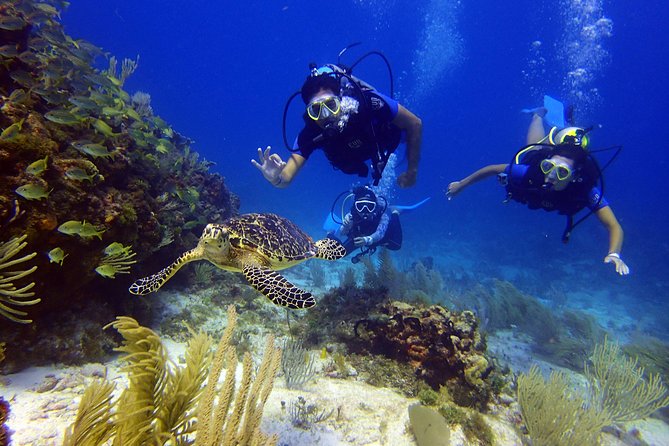 Diving in Cancun for Certified Divers | 2 Dives | All Inclusive - Weather, Seasickness, and Timing: Practical Tips
