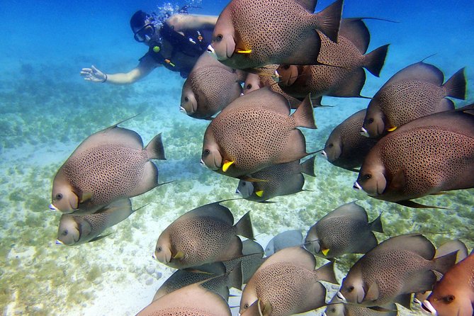 Diving in Cancun for Certified Divers | 2 Dives | All Inclusive - Should You Book This 2-Session Cancun Experience?
