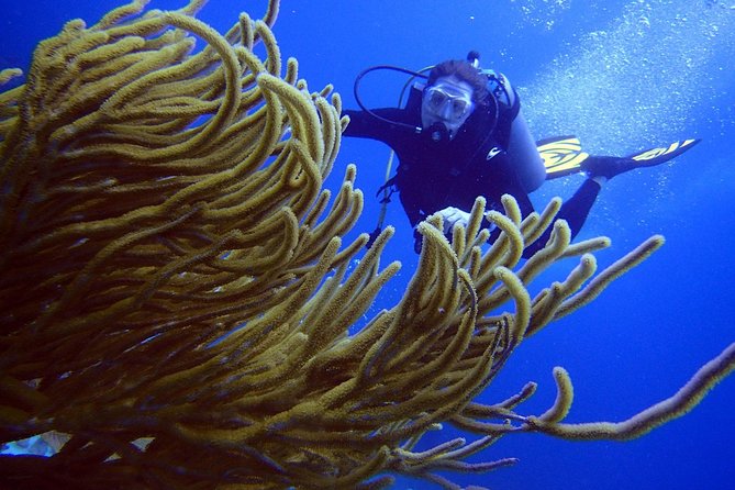 Diving in the Mexican Caribbean for Beginners | 2 Tanks 2 Dives | All Inclusive - Stop Two: Natural Reef for More Tropical Variety