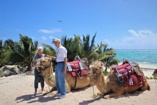 ENJOY UNIQUE CAMEL RIDE in Puerto Morelos with Transportation - Transportation and Waiting: The Part That Can Make or Break It