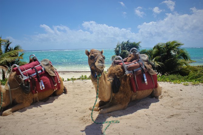 ENJOY UNIQUE CAMEL RIDE in Puerto Morelos with Transportation - Professional Photos and the Phone Rules: Avoid the Surprise