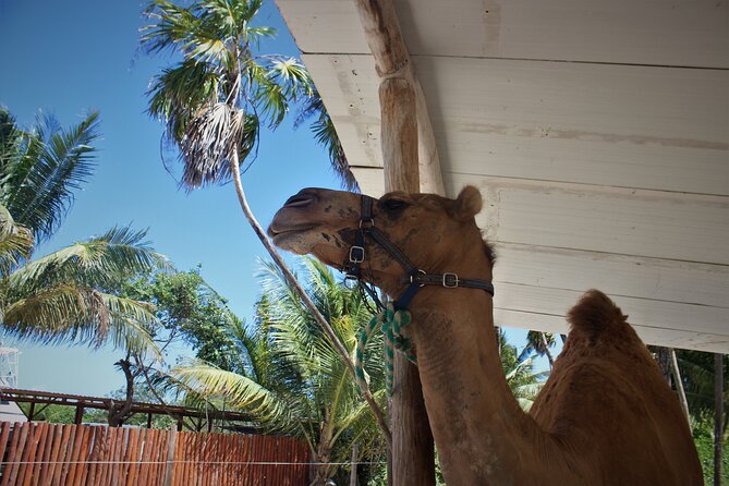 ENJOY UNIQUE CAMEL RIDE in Puerto Morelos with Transportation - Staff Interaction and Tips: What to Expect