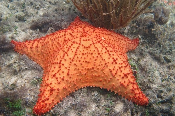 Explore Contoy Island - Snorkel at Ixlache Reef: the part with the best payoff