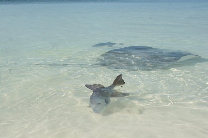 Explore Contoy Island - Isla Mujeres beach time and why the lunch plan helps