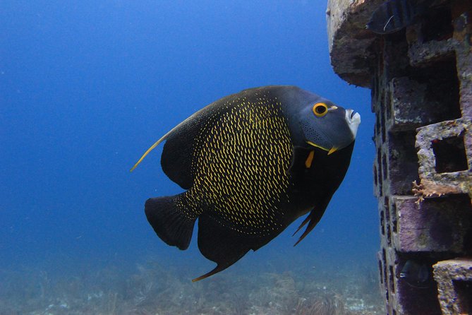 For certified Divers Experience the Under Water Museum and the Manchones Reef - The 5-hour rhythm: check-in, boat departure, and returns
