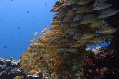 For certified Divers Experience the Under Water Museum and the Manchones Reef - Two underwater sites near Isla Mujeres: Under Water Museum and Manchones Reef