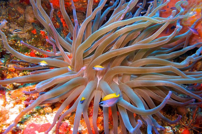 For certified Divers Experience the Under Water Museum and the Manchones Reef - Who should book this certified scuba option