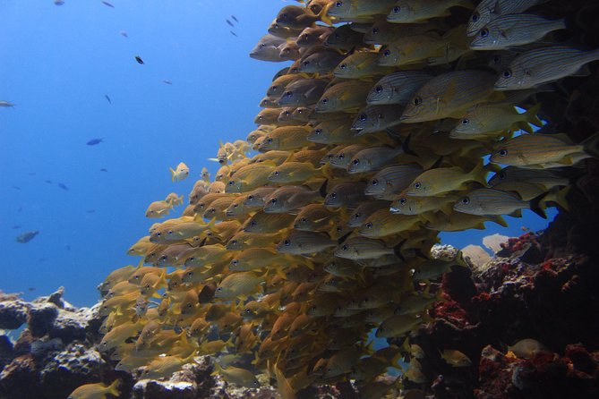For certified Divers Experience the Under Water Museum and the Manchones Reef - Two underwater sites near Isla Mujeres: Under Water Museum and Manchones Reef