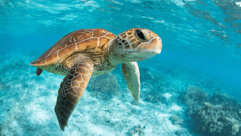 From Cancun: Tulum, Cenote and Turtle Swim Tour at Akumal - Price and value: what $96 buys, and what costs extra