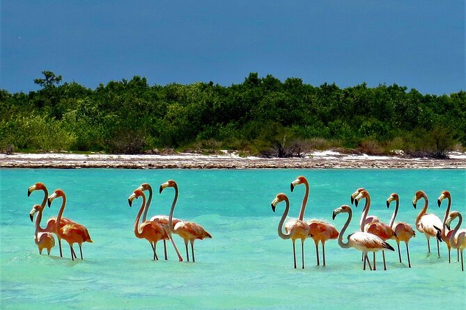 Full Day Tour to the Best of Holbox - Weather and the 7 am reality check