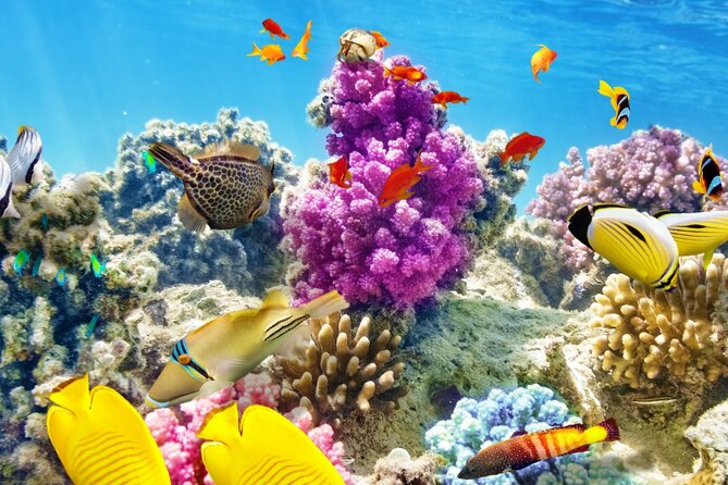 Half-Day Puerto Morelos Snorkeling Experience with Lunch - Puerto Morelos Reef: Why the location matters