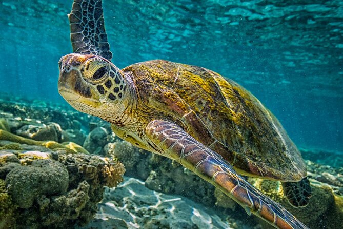 Half-Day Puerto Morelos Snorkeling Experience with Lunch - Underwater rules and what you might actually see