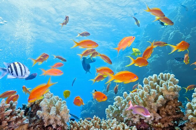 Half-Day Puerto Morelos Snorkeling Experience with Lunch - Lunch on the beach, tequila tasting, and the Puerto Morelos stroll