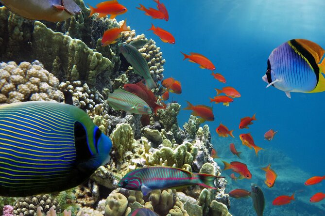 Half-Day Puerto Morelos Snorkeling Experience with Lunch - Common friction points to plan around
