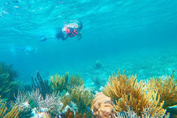 Half-Day Puerto Morelos Snorkeling Experience with Lunch - Who should book this Puerto Morelos snorkel (and who should skip)