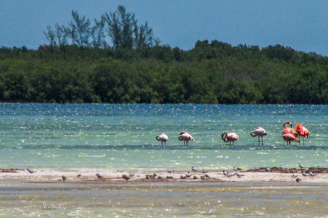 Holbox Island Tour departure from Cancun - Pickup at Smart Cancun: starting at 7:30 and staying together