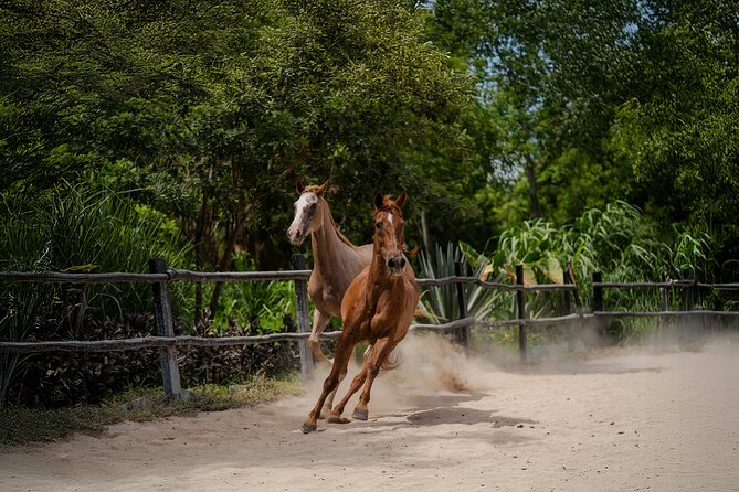 Horseback Riding and Cenote Swim from Cancun or Playa del Carmen - Snacks, Water, Towels, and Locker Use (Small Stuff That Helps)