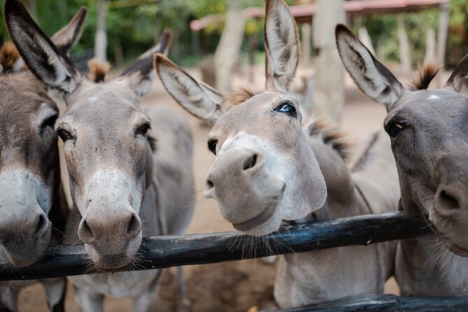 Horseback Riding and Cenote Swim from Cancun or Playa del Carmen - Photo Packages: The One Cost You’ll Want to Think About