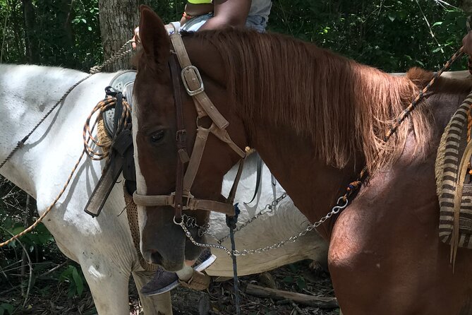 Horseback riding with ATV, zip lines and cenote, lunch and transfer - Price and Logistics: The Value Is Real, but Read This Closely