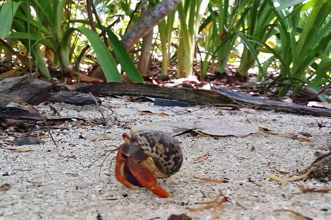 Isla Contoy and Isla Mujeres Tour with Snorkeling from Cancun - Who should book this tour, and who should rethink it