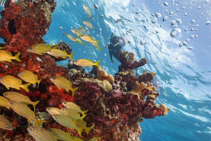 Isla Mujeres: Snorkel Tour at Musa and Manchones Reef - Key things that make this snorkel tour worth your time