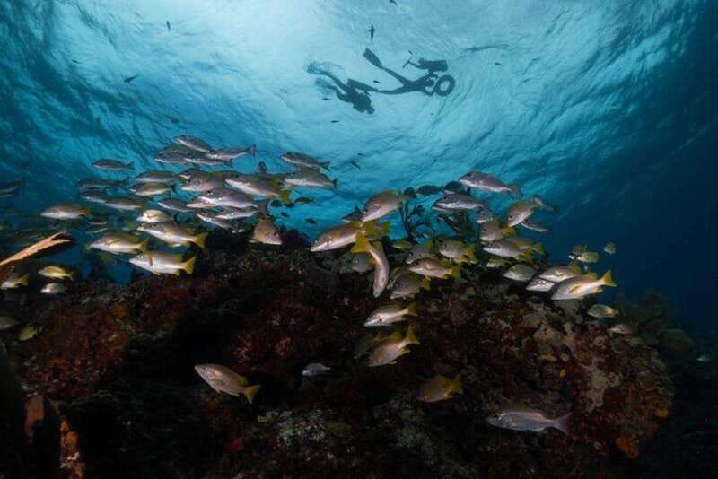 Isla Mujeres: Snorkel Tour at Musa and Manchones Reef - Why snorkel MUSA and Manchones in one 4-hour outing