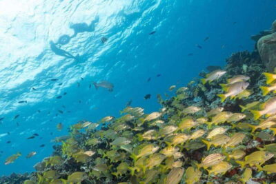 Isla Mujeres: Snorkel Tour at Musa and Manchones Reef - MUSA underwater museum: sculptures you can swim around
