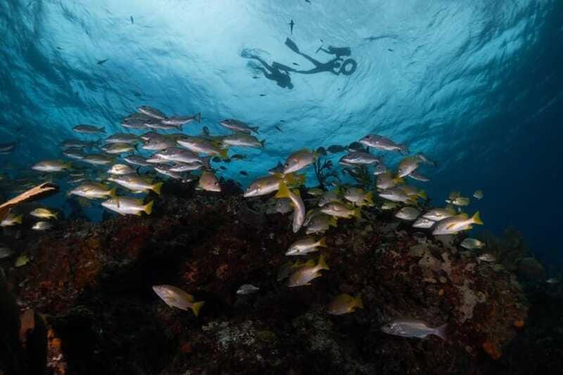 Isla Mujeres: Snorkel Tour at Musa and Manchones Reef - Price and fees: what $50 covers (and what to budget)