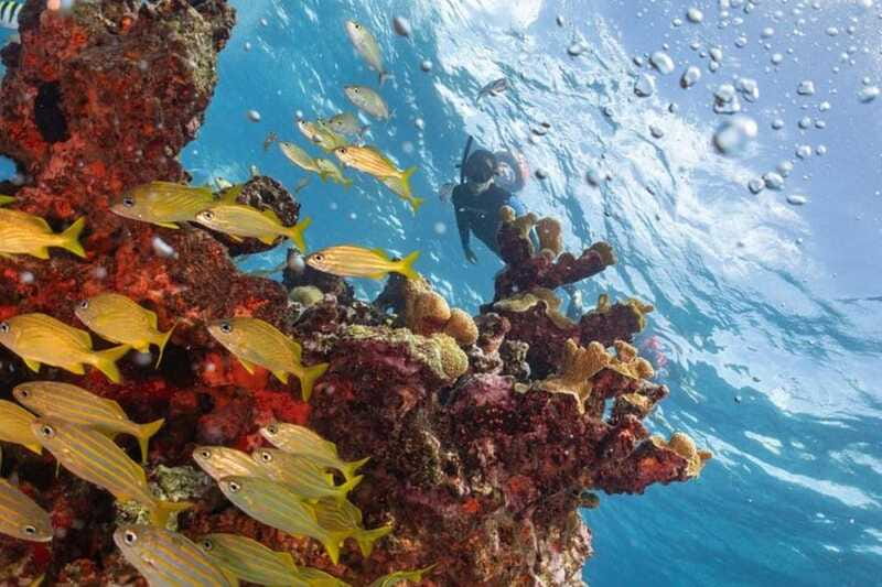 Isla Mujeres: Snorkel Tour at Musa and Manchones Reef - What to bring for a smooth Isla Mujeres snorkel morning