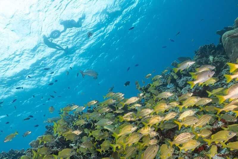 Isla Mujeres: Snorkel Tour at Musa and Manchones Reef - Who this tour is best for (and who may struggle)